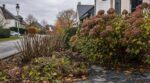Deux voisins taillent leurs hortensias en octobre : ce réflexe « pour faire propre » ruine la floraison du printemps