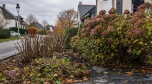 Deux voisins taillent leurs hortensias en octobre : ce réflexe « pour faire propre » ruine la floraison du printemps