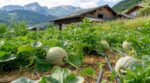 En Savoie, ce jardinier récolte des melons ultra sucrés : si vous jardinez au nord, copiez cette façon d’arroser