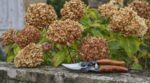 En septembre, cette erreur sur les tiges fanées de vos hortensias peut ruiner toute la floraison de l&rsquo;an prochain