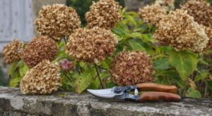 En septembre, cette erreur sur les tiges fanées de vos hortensias peut ruiner toute la floraison de l&rsquo;an prochain