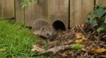 En septembre, les hérissons n’attendent qu’une chose : ce geste gratuit dans votre jardin qui peut les sauver
