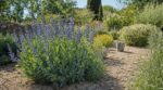 En septembre, semez cette vivace méconnue pour un massif fleuri presque sans arrosage qui tient aux canicules