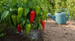 En septembre, si vos piments restent verts, c’est sûrement à cause de cette erreur d’arrosage que tout le monde fait