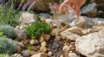 En septembre, versez juste ce verre d’eau sur votre rocaille : les paysagistes préviennent de ne plus planter sans ça
