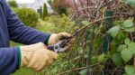 Envahi par les ronces ? Cette période pour les tailler, sans commettre l’erreur de printemps qui les renforce