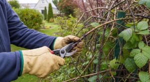 Envahi par les ronces ? Cette période pour les tailler, sans commettre l’erreur de printemps qui les renforce