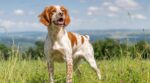 Épagneul breton : ce chien d’arrêt que les Français adorent… mais que beaucoup rendent malheureux sans le savoir