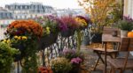 Exit les géraniums fatigués : ces 5 fleurs d’automne réveillent vos jardinières et balconnières jusqu’aux gelées