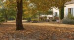 Faux automne au jardin : si vos arbres perdent déjà leurs feuilles, ce signal caché doit vraiment vous alerter