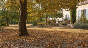 Faux automne au jardin : si vos arbres perdent déjà leurs feuilles, ce signal caché doit vraiment vous alerter
