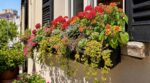 Fenêtre plein sud : ces 8 fleurs d’été qui ne grillent jamais au soleil vont sauver vos jardinières en canicule