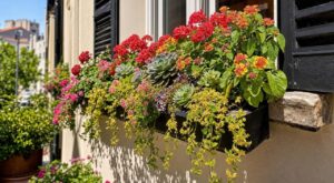 Fenêtre plein sud : ces 8 fleurs d’été qui ne grillent jamais au soleil vont sauver vos jardinières en canicule