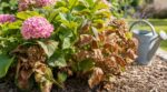 Feuilles d’hortensia brûlées : ce geste en 2 temps peut encore sauver la plante si vous réagissez vite
