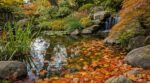 Feuilles mortes : ce geste d’automne évite l’empoisonnement silencieux de votre bassin de jardin et sauve vos poissons