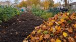 Feuilles mortes : cette erreur d’automne au potager affame votre sol, ce geste simple conseillé par un maraîcher