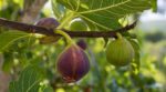 Figuier : ce signe trompeur au moment de la cueillette fait pourrir vos plus belles figues (et comment l’éviter)