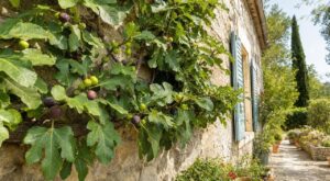 Figuier contre un mur plein sud : ce secret nocturne évite gel, figues perdues et soucis à la maison