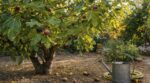 Figuier en septembre : ce moment clé où il ne faut pas couper l’eau (et l’astuce d’arrosage qui sauve vos figues)