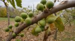 Figuier : tout le monde garde ces petites figues vertes en septembre, ce réflexe peut ruiner la récolte suivante