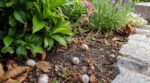 Fin d’été : voici pourquoi vos escargots disparaissent d’un coup… et cette habitude de jardinage qui les fait fuir