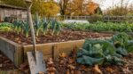 Fin octobre au potager, rangez la bêche : voici la routine d&rsquo;automne qui rend votre sol méconnaissable au printemps