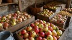 Fin septembre, ce geste de nos grands-parents avec vos pommes du jardin les garde fermes jusqu’en mars sans frigo