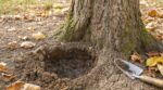 Fin septembre, ce trou discret au pied de vos arbres révèle si l’été sec peut les condamner sans bruit cet hiver