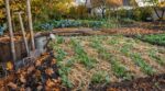 Fin septembre, les anciens refusaient un potager nu : ce mélange discret à étaler sauve votre sol tout l’hiver