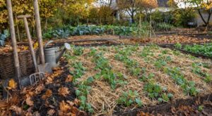 Fin septembre, les anciens refusaient un potager nu : ce mélange discret à étaler sauve votre sol tout l'hiver