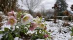Fin septembre, tout le monde plante des bulbes : si vous oubliez cette fleur d’hiver, votre jardin restera vide en hiver