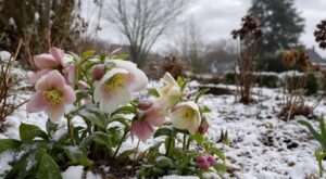 Fin septembre, tout le monde plante des bulbes : si vous oubliez cette fleur d'hiver, votre jardin restera vide en hiver
