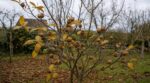 Fini les fruitiers qui ne donnent rien après septembre : les pépiniéristes plébiscitent cet arbre fruitier méconnu
