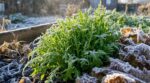 fini-les-salades-detruites-par-le-gel-ce-semis-oublie-des-maraichers-sauve-vos-recoltes-dhiver