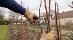 Framboisiers : ne taillez plus en automne, cette règle de fin d’hiver change tout pour vos récoltes 2026