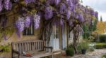 Glycine envahissante en septembre : cette erreur de taille que tous les jardiniers font et qui ruine la floraison