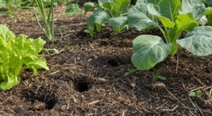Grillons au potager : cette erreur de diagnostic peut ruiner vos récoltes, comment savoir si vos plants sont en danger