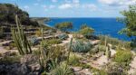 Guadeloupe : ce jardin remarquable méconnu cache une étonnante oasis de cactus et une espèce locale en sursis