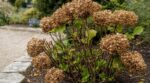 Hortensia tout sec fin septembre : ne l’arrachez pas avant ce test en 10 secondes, la chaleur n’est pas en cause