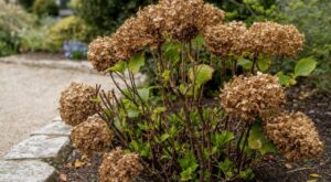 Hortensia tout sec fin septembre : ne l'arrachez pas avant ce test en 10 secondes, la chaleur n'est pas en cause