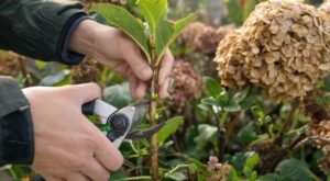 Hortensias : ce coup de sécateur en septembre qui décide de leur résistance au froid et des fleurs de printemps