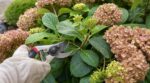 Hortensias : ce geste que vous faites encore en septembre détruit toute la floraison de l’été prochain
