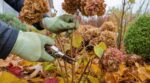 Hortensias : ce réflexe d’automne que tout le monde a encore vous vole presque toutes vos fleurs en juin