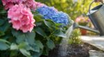 Hortensias : cette quantité d&rsquo;eau précise à respecter en été, sinon vos fleurs brunissent en quelques jours