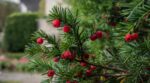 If du jardin : ces petites boules rouges paraissent inoffensives, mais ce qu’elles cachent peut être fatal