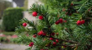 If du jardin : ces petites boules rouges paraissent inoffensives, mais ce qu'elles cachent peut être fatal
