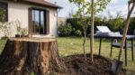Il abat le grand arbre de son jardin sans autorisation : ce que la mairie peut lui imposer de replanter à ses frais