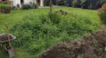 Il fait combler son jardin avec de la terre gratuite : deux printemps plus tard, ce qui explose partout le fait paniquer