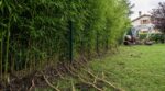 Il plante une haie de bambous près de la clôture : 9 ans plus tard, le juge tranche qui paiera la pelle mécanique