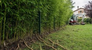 Il plante une haie de bambous près de la clôture : 9 ans plus tard, le juge tranche qui paiera la pelle mécanique